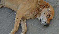 Trascinato vivo sull&rsquo;asfalto: il sangue di un cane dietro un trattore