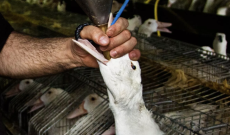 La terribile pratica dell&rsquo;alimentazione forzata per la produzione del &ldquo;fegato grasso&ldquo;