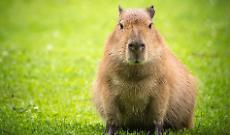 Arrivano i capibara a Zoom Torino: le &ldquo;star del web&rdquo; conquistano il bioparco