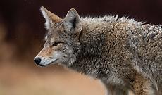 Lupo decapitato e appeso a un cartello