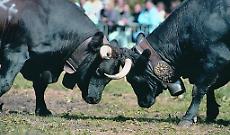 Favria, terra viva: torna la Fiera di Sant&rsquo;Isidoro