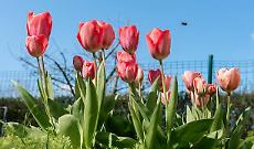 Il segreto dei tulipani di Favria: una storia d&rsquo;amore che non doveva esistere