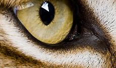 L&rsquo;ombra tra i boschi