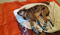 Cane legato ad un trattore e trascinato in strada. Preso in carico dal Canile di Caluso. Si salver&agrave;