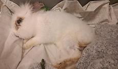 Pasqua crudele: coniglio abbandonato in strada, lotta tra la vita e la morte