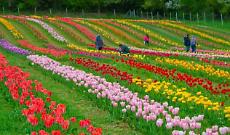 Primavera tra i tulipani: il Giardino di Rosero apre le porte sulla collina torinese