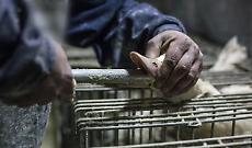 &rsquo;analisi di Animal Equality solleva dubbi sul peso delle lobby nelle scelte UE