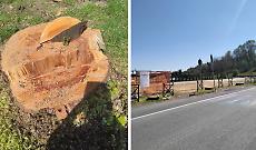 Tagliati i tigli all&rsquo;ingresso del paese, esplode la polemica sui social 