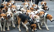 55 cani trovati morti