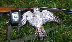 Animali massacrati e traffici illegali: l&rsquo;allarme del WWF scuote l&rsquo;Italia (FOTO)