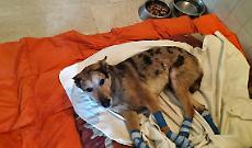 Tek trascinato sull&rsquo;asfalto, ora &egrave; salvo: il caso che scuote il Canavese