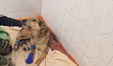 Tek, sopravvissuto all&rsquo;orrore: ferite gravissime, ora rischia un&rsquo;altra amputazione