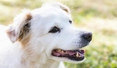 Caselle Torinese, il Palatenda si riempie di code e guinzagli: successo per la giornata della salute veterinaria