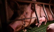 Liberi dalle gabbie: contro la crudelt&agrave; sugli animali