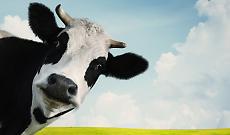 Mucche sotto esame: meno &ldquo;profumo di stalla&rdquo;, pi&ugrave; aria pulita