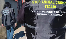 Sepolti vivi in un garage: cane e gatto salvati dall&rsquo;inferno di Orbassano