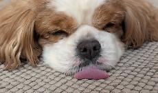 Veleni nei parchi di Torino