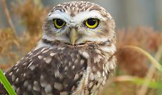 Tra mito e realt&agrave;