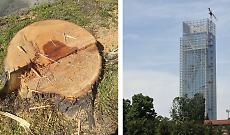 Tigli abbattuti in Canavese, la Regione difende il sindaco: &ldquo;Polemiche surreali&rdquo;