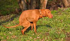 Ozegna richiama i cittadini: &ldquo;Cani s&igrave;, ma con educazione&rdquo;