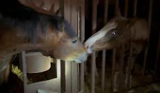 Carne di cavallo illegale nel piatto