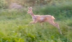 Capriolo nel cortile di casa: recuperato e liberato a Pino Torinese