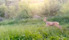 Il Capriolo liberato
