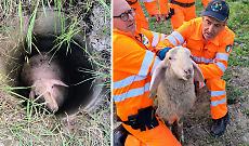 Pecora cade in un pozzo e rischia la vita: i volontari di San Raffaele Cimena la salvano