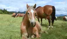 Tu lo chiami amico, la legge no - Stop Macellazione Cavalli 2-41 screenshot