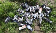 Strage di piccioni tra Caselle e Borgaro: volontari sotto shock