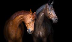 Nel macello dell&rsquo;Emilia-Romagna sotto inchiesta, dozzine di equidi importati dall&rsquo;estero, alcuni provenienti dall&rsquo;ippica e anche un cavallo macellato non destinabile alla produzione alimentare