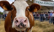 Il 26 aprile torna la Fiera Agricola Primaverile: cuore zootecnico e spazio alle famiglie