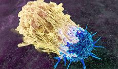 Macrofago che attacca una cellula cancerosa, illustrazione 