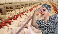 Miasmi dagli allevamenti avicoli