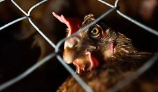 Animali dimenticati dall&rsquo;Europa: il Consiglio AGRIFISH ignora il benessere mentre cresce la protesta