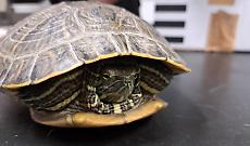 Tartaruga esotica trovata nel parcheggio a Lauriano