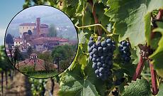 &ldquo;Pu&ograve; distruggere i vigneti&rdquo;: da Rivalba l&rsquo;allarme sulla malattia che minaccia le colline