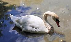 Rubate le uova dei cigni dell'Oasi della Speranza, i residenti chiedono chiarezza e riapertura dell'acqua