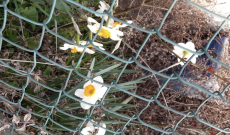 Riscoprire Montale a Ciri&eacute;