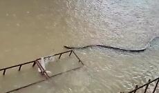 Thailandia, un enorme serpente nuota nelle acque dell’alluvione (VIDEO)