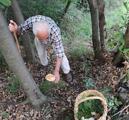 VERCELLI. Cercatore di funghi del Varesotto muore in alta Valsesia