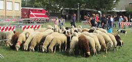 Successo per lo Stember al Zerb
