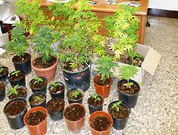 Coltivava marijuana in un campo abbandonato. Condannato