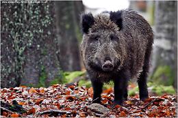 TORINO. Sos danni animali selvatici, odg Cia per azioni immediate