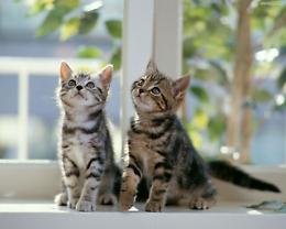 ROMA. Per cani e gatti spesa pubblica sfiora i 250 mln euro