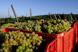 ROMA. Vino: vendemmia, con 47mln ettolitri Italia verso leaders