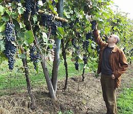 La Cantina Sociale del Canavese riparte con Bianco