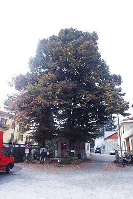 L'appello di un edicolante: "Quei due alberi sono pericolosi, prima o poi qualcuno rischia di farsi male"