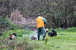 TORINO. Caccia al cinghiale, al via in Piemonte il 15 aprile