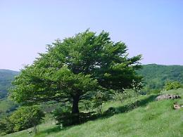 ROMA. Alberi Monumentali, a giugno il primo Atlante